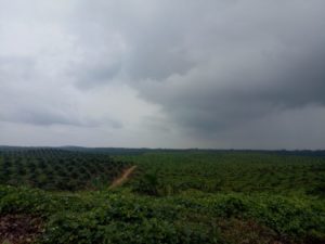 Riset UI : Masih Banyak Konflik Lahan di Perkebunan Sawit, Baru 30 Persen Petani Sawit Yang Memiliki Sertifikat
